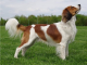 Kooikerhondje - pesAkia of Anthony Be-Enki z CHS Kennel Be-Enki CZ